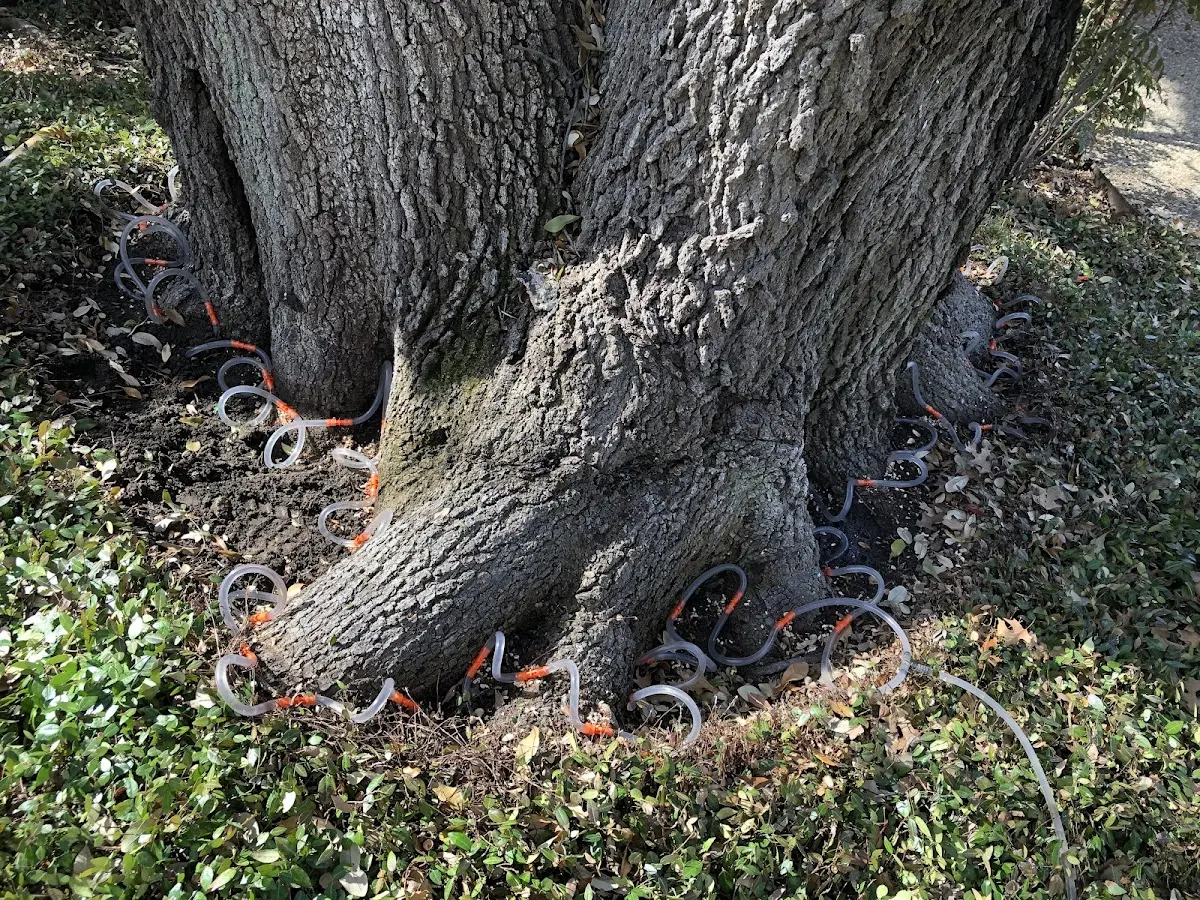 Detailed Tree Cabling and Bracing job site in Irving