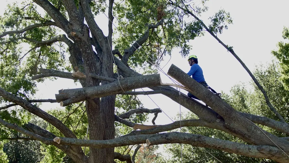 Professional Crown Thinning performed by certified arborists in Irving
