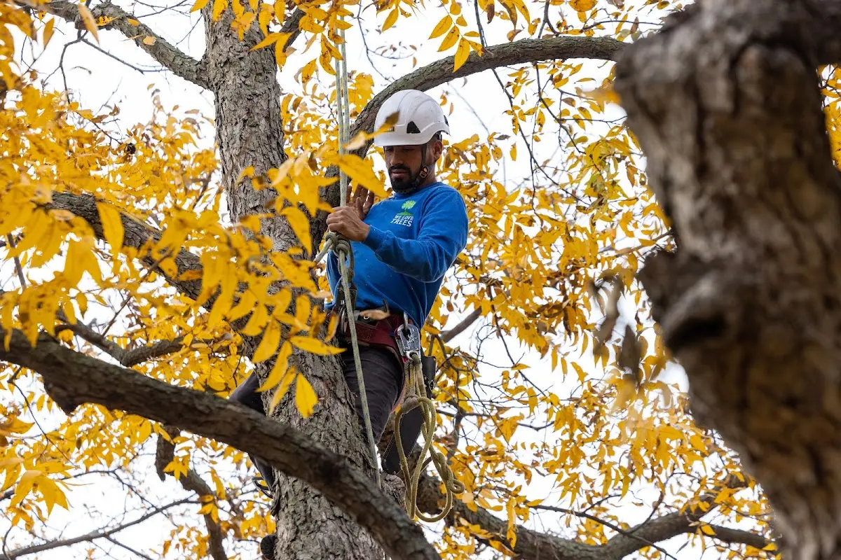 Skilled Tree Planting crew working in Irving